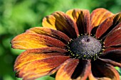 RUDBECKIA HIRTA AUTUMN COLOURS