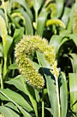 SETARIA MACROCHEATA (GRASS)