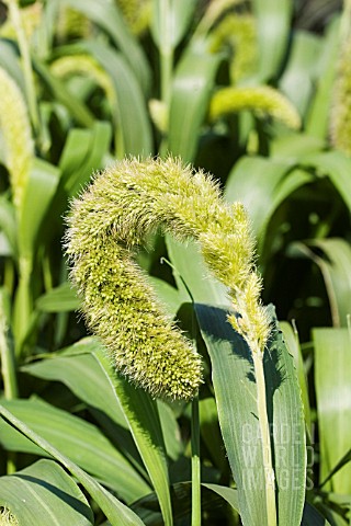 SETARIA_MACROCHEATA_GRASS