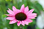 ECHINACEA THE KING