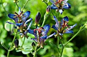 TRICYRTIS BLUE WONDER