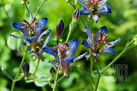 TRICYRTIS_BLUE_WONDER