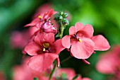 DIASCIA WINK PINK