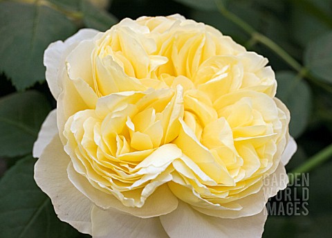 ROSA_CHARLES_DARWIN_DAVID_AUSTIN_ENGLISH_ROSE