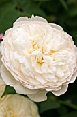 ROSA CLAIRE AUSTIN (DAVID AUSTIN ENGLISH ROSE)