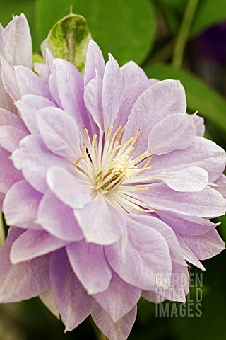 CLEMATIS_DENNYS_DOUBLE