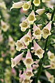 DIGITALIS GLORY OF ROUNDWAY