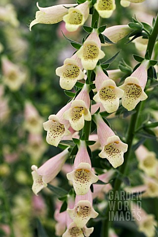 DIGITALIS_GLORY_OF_ROUNDWAY