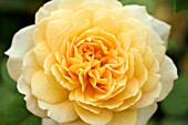 ROSA GRACE (DAVID AUSTIN ENGLISH ROSE)