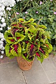 COLEUS (SOLENOSTEMON) KONG ROSE IN TUB