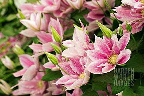 CLEMATIS_JUNE_PYRE