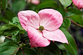 CORNUS KOUSA SATOMI FLOWERS (BRACTS)