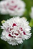 DIANTHUS LADY MADONNA