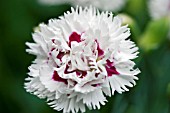 DIANTHUS LADY MADONNA