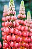 LUPINUS PETER PIPER