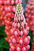 LUPINUS PETER PIPER