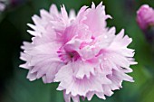 DIANTHUS PIKES PINK