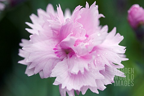 DIANTHUS_PIKES_PINK