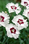 DIANTHUS STARRY EYES