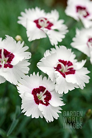 DIANTHUS_STARRY_EYES
