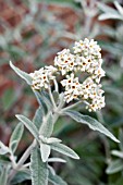 BUDDLEJA SILVER ANNIVERSARY