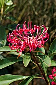 TELOPEA SPECIOSISSIMA, (NEW SOUTH WALES WARATAH)