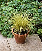 CAREX JENNEKE IN PATIO TUB