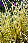 CAREX JENNEKE