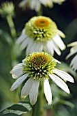 ECHINACEA COCONUT ICE