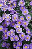 ASTER DUMOSUS SAPPHIRE