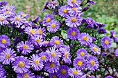 ASTER DUMOSUS SAPPHIRE