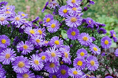 ASTER_DUMOSUS_SAPPHIRE