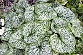 BRUNNERA JACK FROST