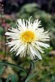 LEUCANTHEMUM GOLD RUSH