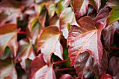 PARTHENOCISSUS VEITCHII AUTUMN COLOUR