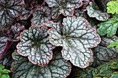 HEUCHERA SILVER PINK