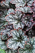 HEUCHERA SILVER PINK