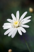 ARGYRANTHEMUM SWAN LAKE