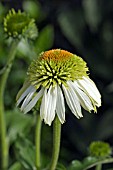 ECHINACEA COCONUT ICE