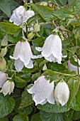 CAMPANULA WEDDING BELLS