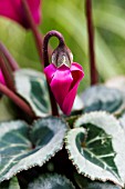 MINIATURE CYCLAMEN SILVERADO PURPLE