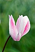 MINIATURE CYCLAMEN FLOWER UNFURLING