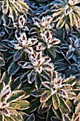 EUPHORBIA HELENAS BLUSH WITH FROST