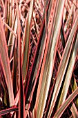 PHORMIUM RAINBOW QUEEN