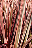 PHORMIUM RAINBOW QUEEN