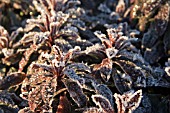 EUPHORBIA RAVEN, WITH FROST