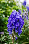 ACONITUM CARMICHAELII ARENDSII