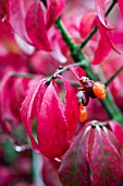 EUONYMUS ALATUS COMPACTUS