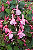 FUCHSIA BEACON ROSA