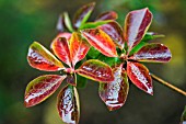 ENKIANTHUS CAMPANULATUS AUTUMN COLOUR